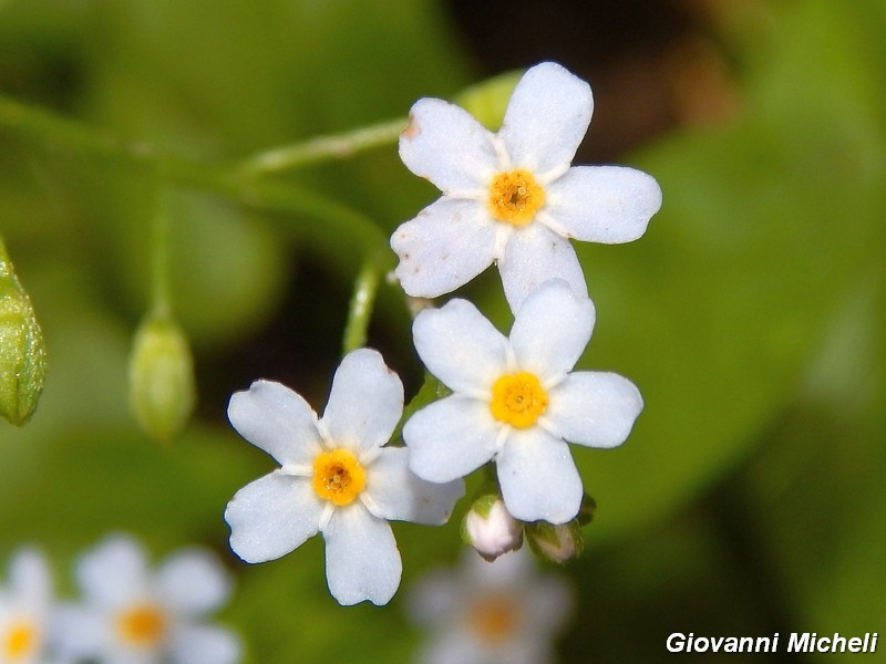Myosotis scorpioides / Nontiscordardime palustre